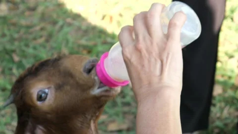 Feeding goats Stock Footage 323949425