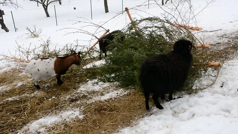 Feeding goats in snow 動画素材 72694871