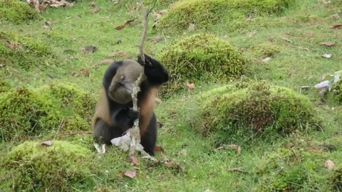 Feeding golden monkey Video stock 74102525