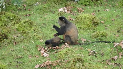Feeding golden monkey with offspring Stock Footage 74102532