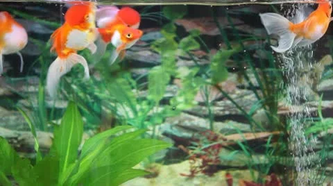 Feeding the Goldfishes Video stock 10684015