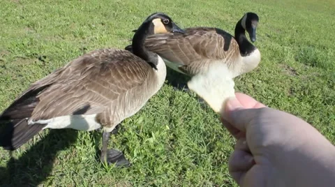 Feeding Goose Brownie 스톡 동영상 7742953
