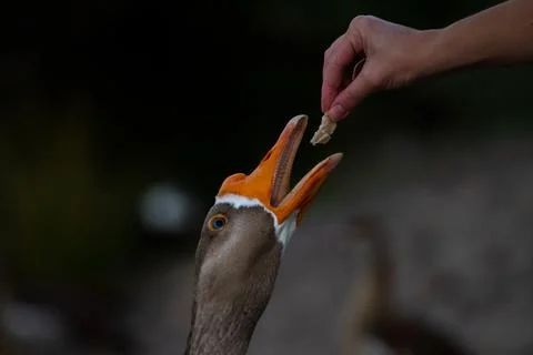 Feeding a goose Stock Photos