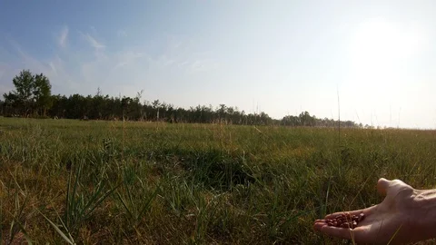 Feeding Gopher Nuts Stock Footage 111354283