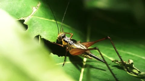 Feeding Grasshopper Stock Footage 40949390