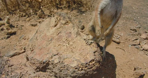 Feeding ground cute squirrels in their natural habitat, National park Corralejo Stock Footage 201890377