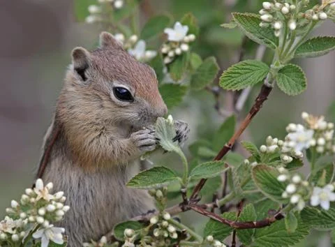 Feeding Ground Squirrel Stock Photos