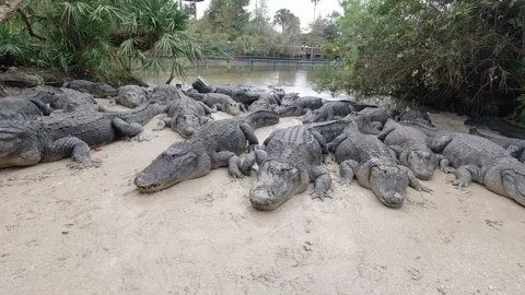 Feeding a group of Alligators Stock Footage 126219035