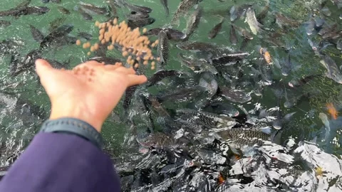 Feeding a group of fish in a pond Stock Footage 305138218
