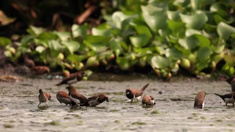 Feeding a group of sparrows Vidéo 160961715
