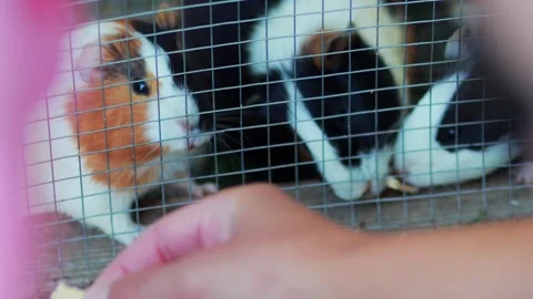 Feeding guinea pigs behind a wire mesh cage at a zoo, close-up Stock Footage 305841345