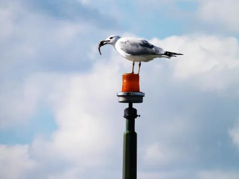 Feeding Gull Stock Photos