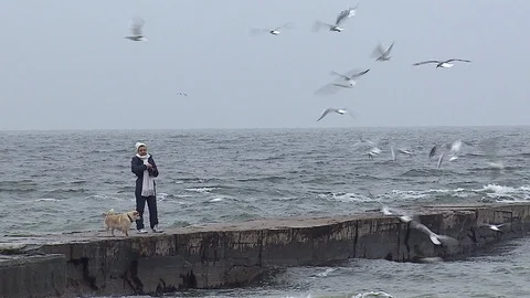 Feeding gulls Stock Footage 123361440