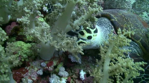 Feeding hawksbill turtle Video stock 738367