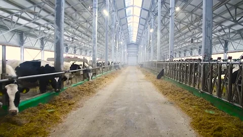 Feeding hay to beef cattle in winter Video stock 320997773