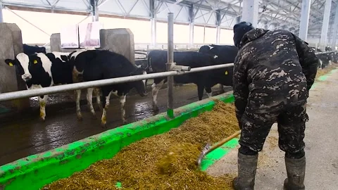 Feeding hay to beef cattle in winter Stock Footage 320997816