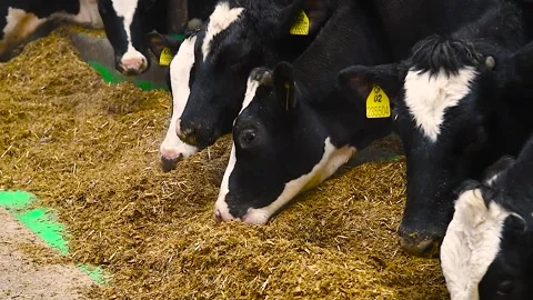 Feeding hay to beef cattle in winter Stock Footage 320997841
