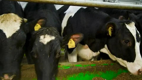 Feeding hay to beef cattle in winter Stock Footage 321241401