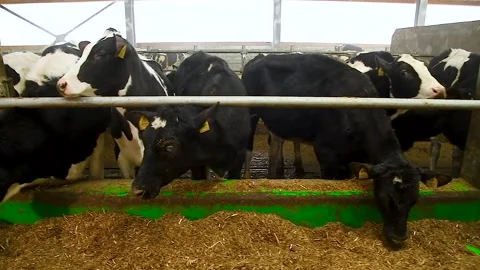 Feeding hay to beef cattle in winter Stock Footage 321241421