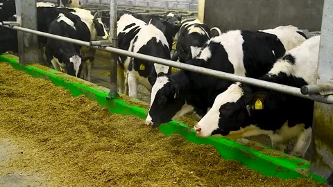 Feeding hay to beef cattle in winter Stock Footage 321241467