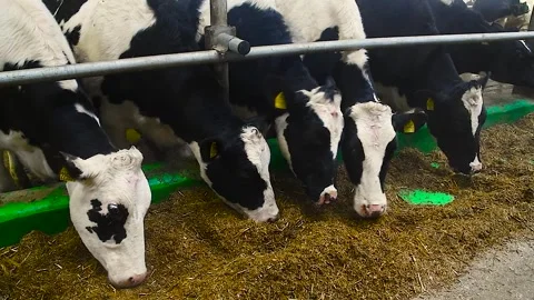 Feeding hay to beef cattle in winter Stock Footage 321611716