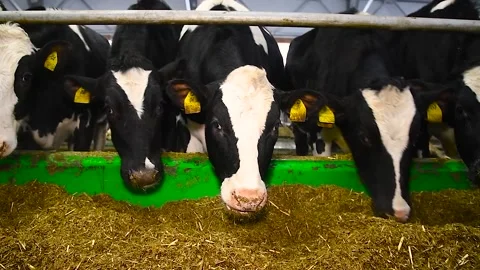 Feeding hay to beef cattle in winter Stock Footage 321611722