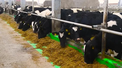 Feeding hay to beef cattle in winter Stock Footage 321611732