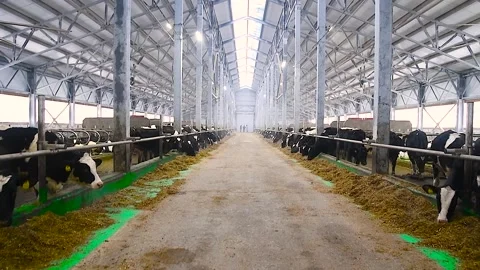 Feeding hay to beef cattle in winter Stock Footage 321611737