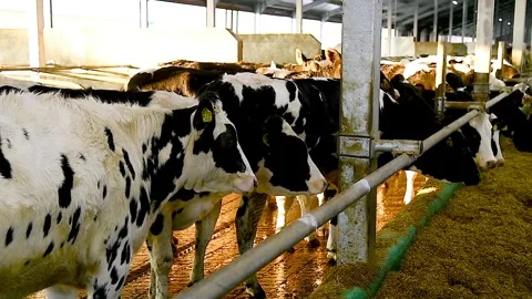 Feeding hay to beef cattle in winter Stock Footage 324855561