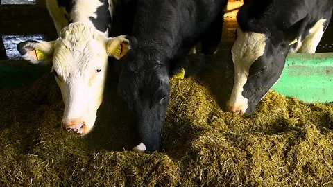 Feeding hay to beef cattle in winter Stock Footage 324855576