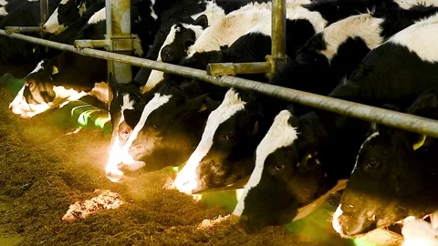 Feeding hay to beef cattle in winter Stock Footage 324855584