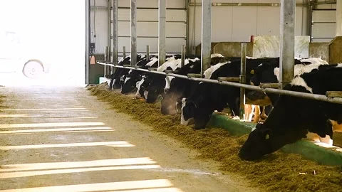 Feeding hay to beef cattle in winter Stock Footage 324855605