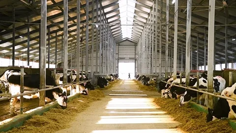 Feeding hay to beef cattle in winter Stock Footage 324855623