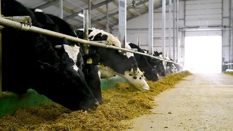 Feeding hay to beef cattle in winter Stock Footage 324855640