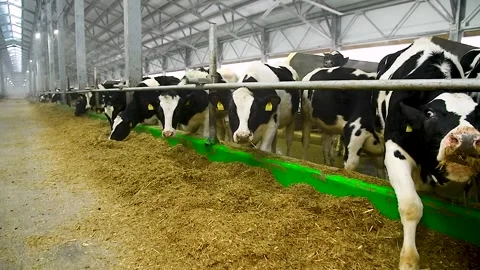 Feeding hay to beef cattle in winter Video stock 342388011