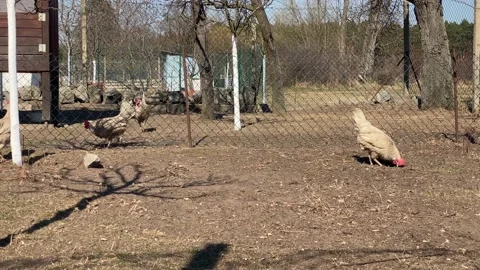 Feeding hens in the middle of the paddock. Pan shot from right to left. Stock Footage 179618961