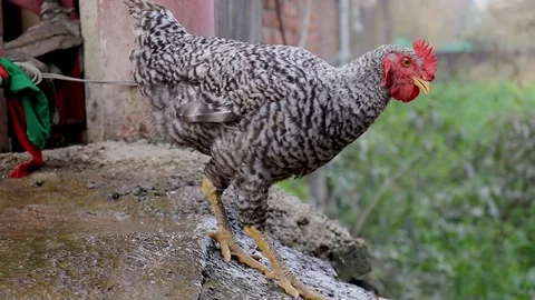Feeding hens picking up grains Видео 121951818