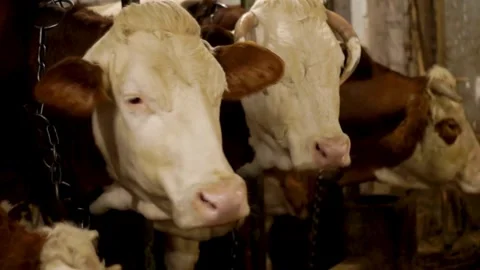 Feeding a Herd of beef cattle calves eating hay Cattle market for Eid-ul-Adha Stock-Footage 334655237