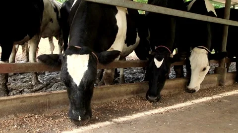 Feeding a Herd of beef cattle calves eating hay Cattle market for Eid-ul-Adha Vídeos de archivo 334655460