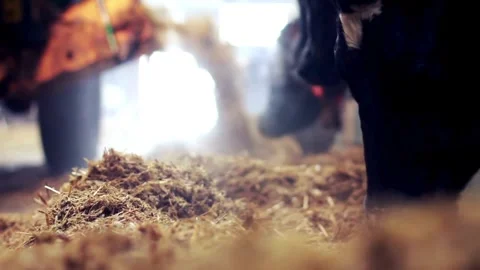 Feeding a Herd of beef cattle calves eating hay Cattle market for Eid-ul-Adha Stock-Footage 334655638