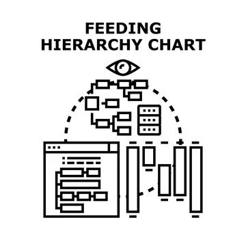 Feeding hierarchy chart analyzing data and processes Stock Illustration