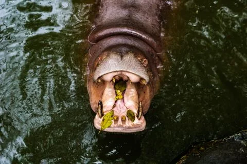 Feeding Hippo Stock Photos