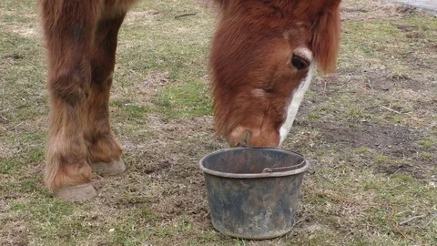 Feeding a horse from a bucket Stock Footage 76364010