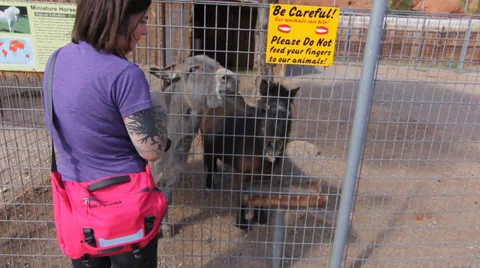 Feeding Horse Stock Footage 30369905