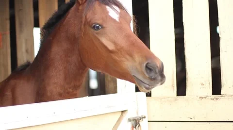 Feeding horse Stock-Footage 40667865