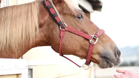 Feeding horse Video stock 40667874