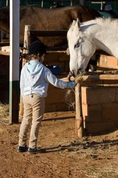 Feeding the horse Stock-Fotos