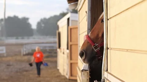 Feeding horse in stable Video stock 40667829