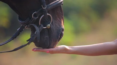 Feeding horses with his hands. Muzzle of a horse close up. Stock Footage 57362237
