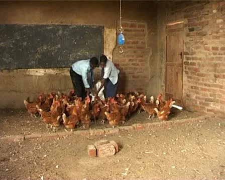 Feeding hungry chickens Stock Footage 11323508